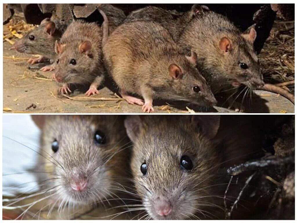 Как отличить мышь. Мышь и крыса. Мышь похожая на крысу. Мышь и крыса разница. Мышь и крысеныш.