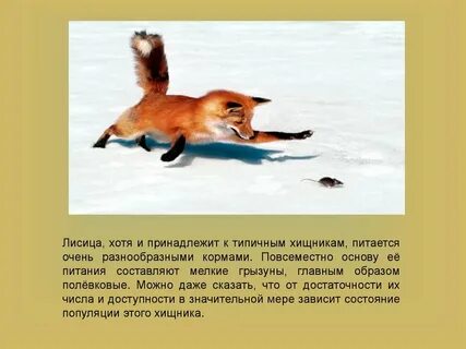 Лиса предложения