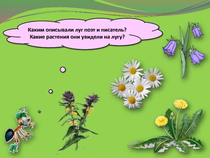 Какие из растений нельзя увидеть на лугу. Срывать цветы на лугу. почему нельзя рвать цветы на лугу. почему нельзя срывать цветы на лугу. какие растения неь зя рвать.