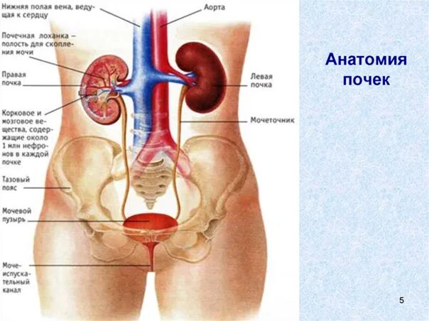 Работа печени и почек. Почки в теле человека. Нижняя полая Вена и правая почка. Подпишите названия органов выделительной системы.