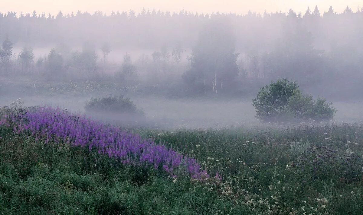 Раннее летнее утро в воздухе впр. Утренний туман. Туманное летнее утро. Утро туман. Рассвет туман.