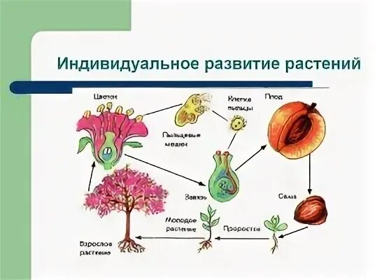 Периоды индивидуального развития растений