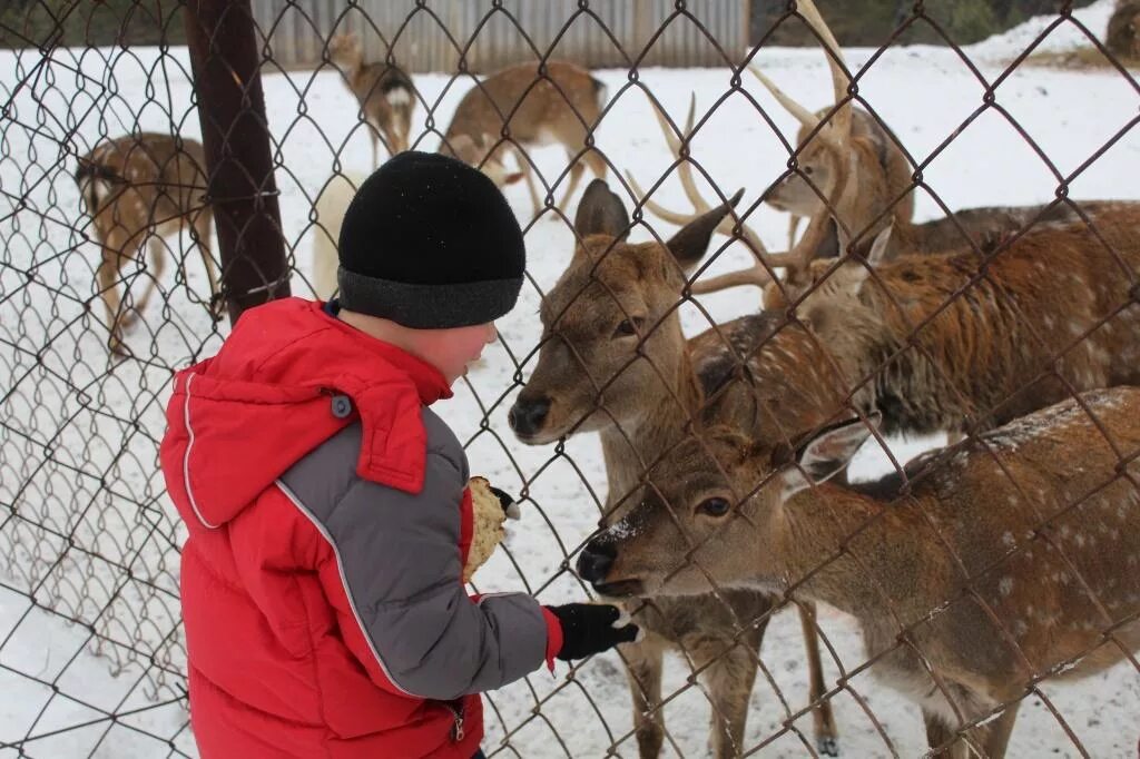 Оленья ферма нижний