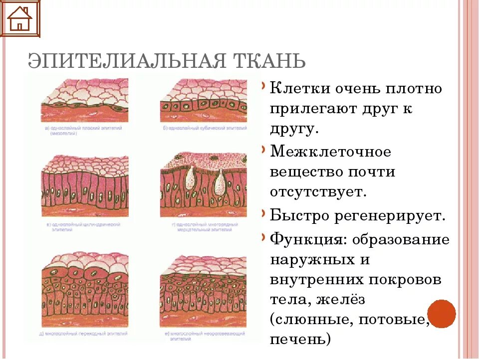 Эпителиальное строение функции. Строение эпителиальной ткани. Строение пительной ткани. Покровный эпителий строение. Строение эпителиальной ткани животных.