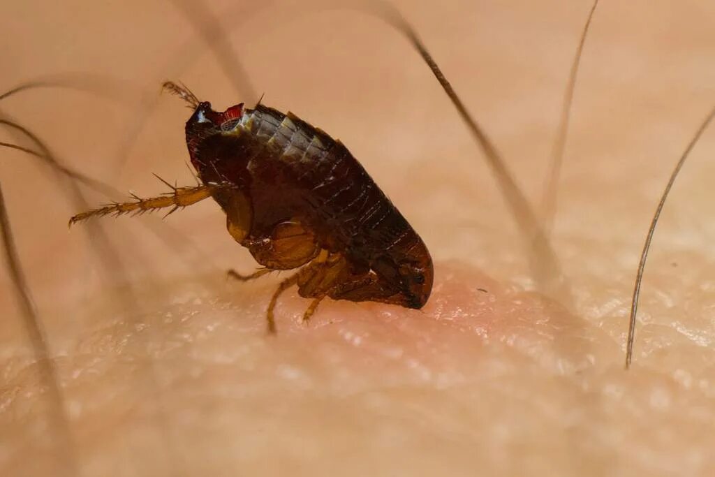Клоп хищнец assassin bug. Жук убийца шагаса. Блохи кровососущие насекомые. Кусачие животные. Подвальные блохи укусы блох.
