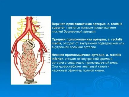 Верхняя прямокишечная артерия