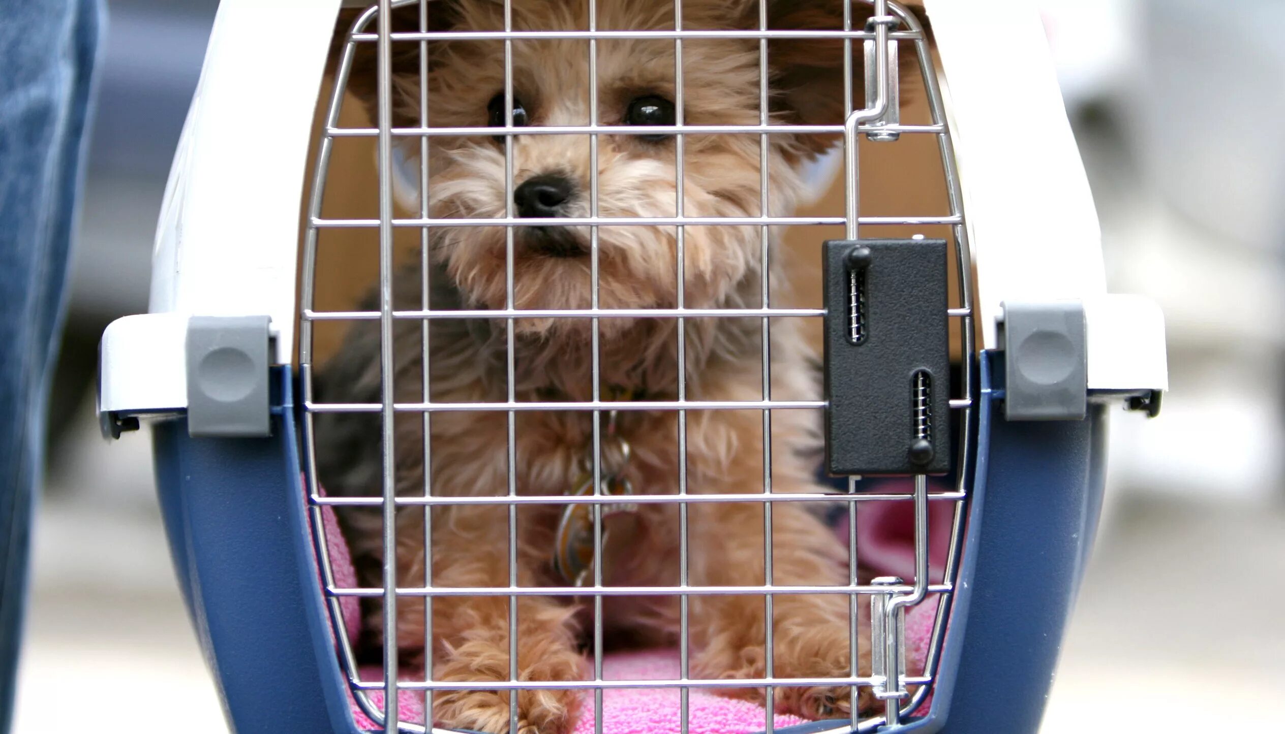 Перевозка животных. Перевозка животных (pets). живые животные перевозимый воздушным транспортом. международная перевозка животных. особенности перевозки живых животных.
