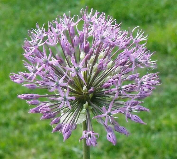 Allium circassicum лук Черкесский. Allium сера l.. Индийский лук растение. Лук тюльпанолистный. Комнатное растение лук