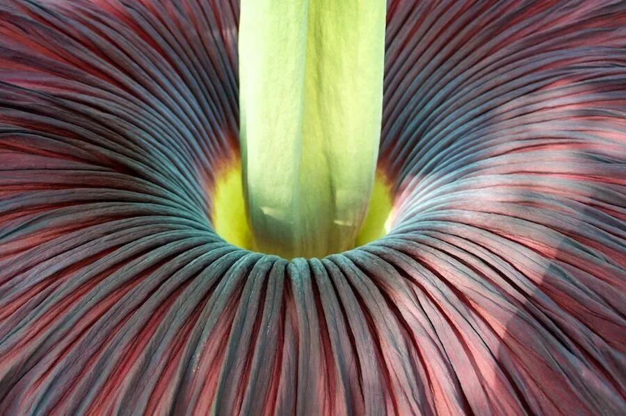 Невероятный цвет. Титан Арум цветок. Аморфофаллус титанический. Аморфофаллус гигантский. Индонезия цветы Титан Арум.