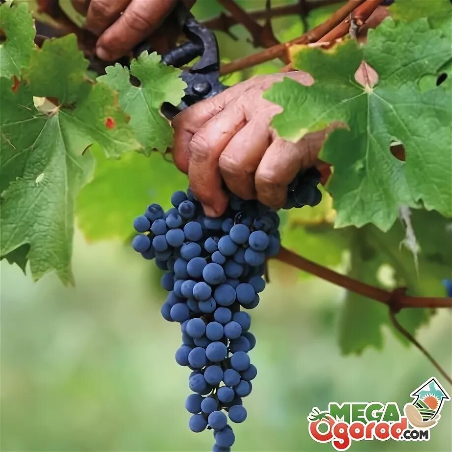 10 килограмм винограда. Карменер виноград. Гроздь винограда в руке. Виноград в руках. Сборщик винограда.