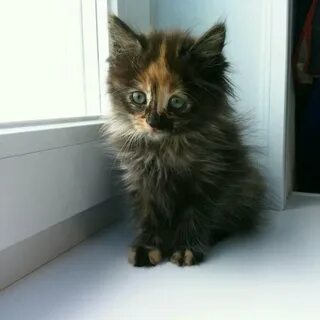 Котята за 1 рубль