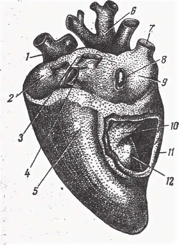 Строение сердца птиц. Четырёхкамерное сердце. Строение сердца птиц без обозначений. Четырёхкамерное сердце рисунок. Сердце птиц состоит из камер