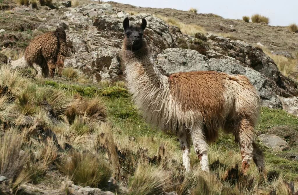 La animal. Кама гибрид верблюда и ламы. Лама гуанако. Верблюлама гибрид. Гуанако - высокогорный верблюд.