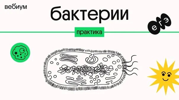 Тест по теме бактерии ответы