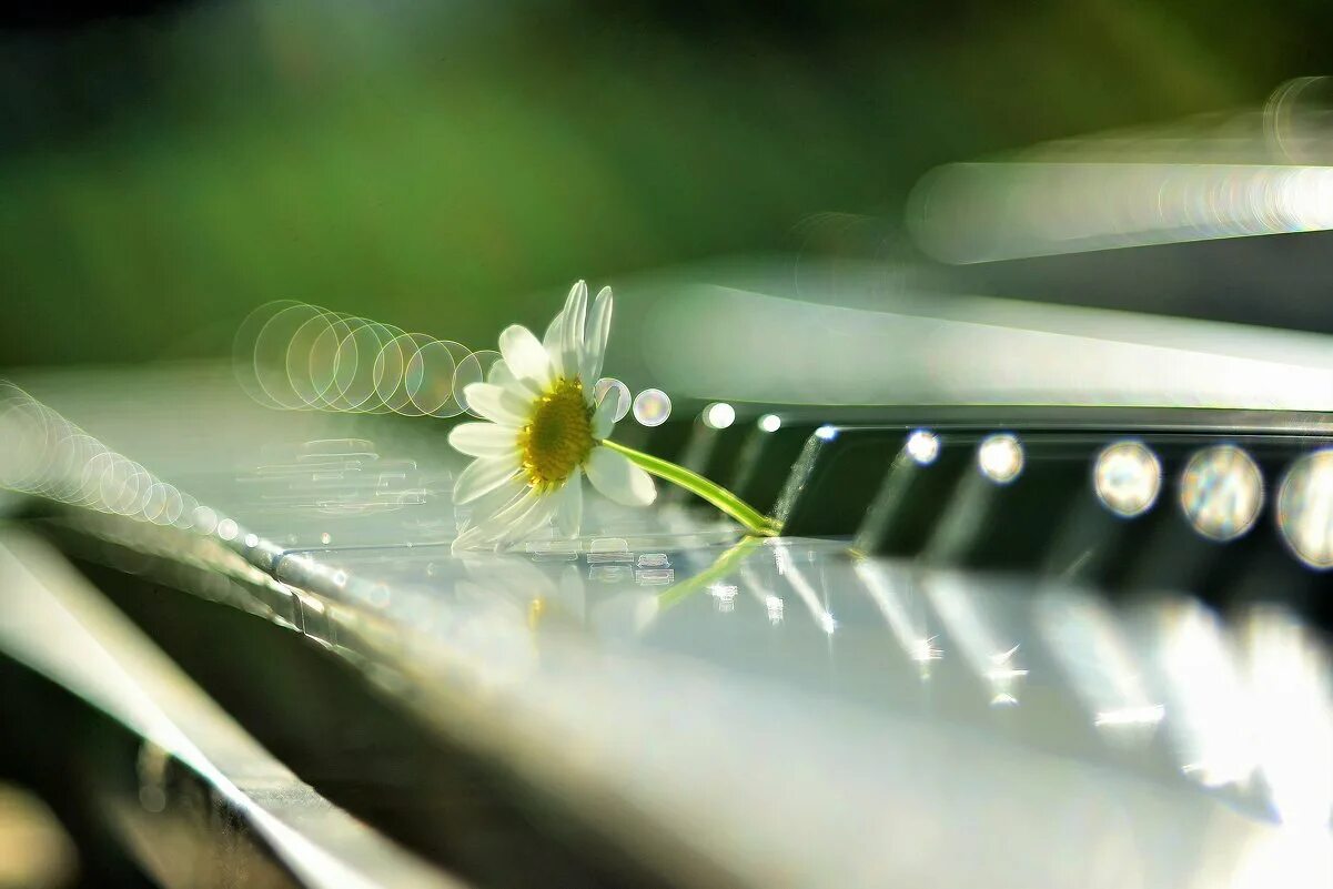 красивая мелодия лета