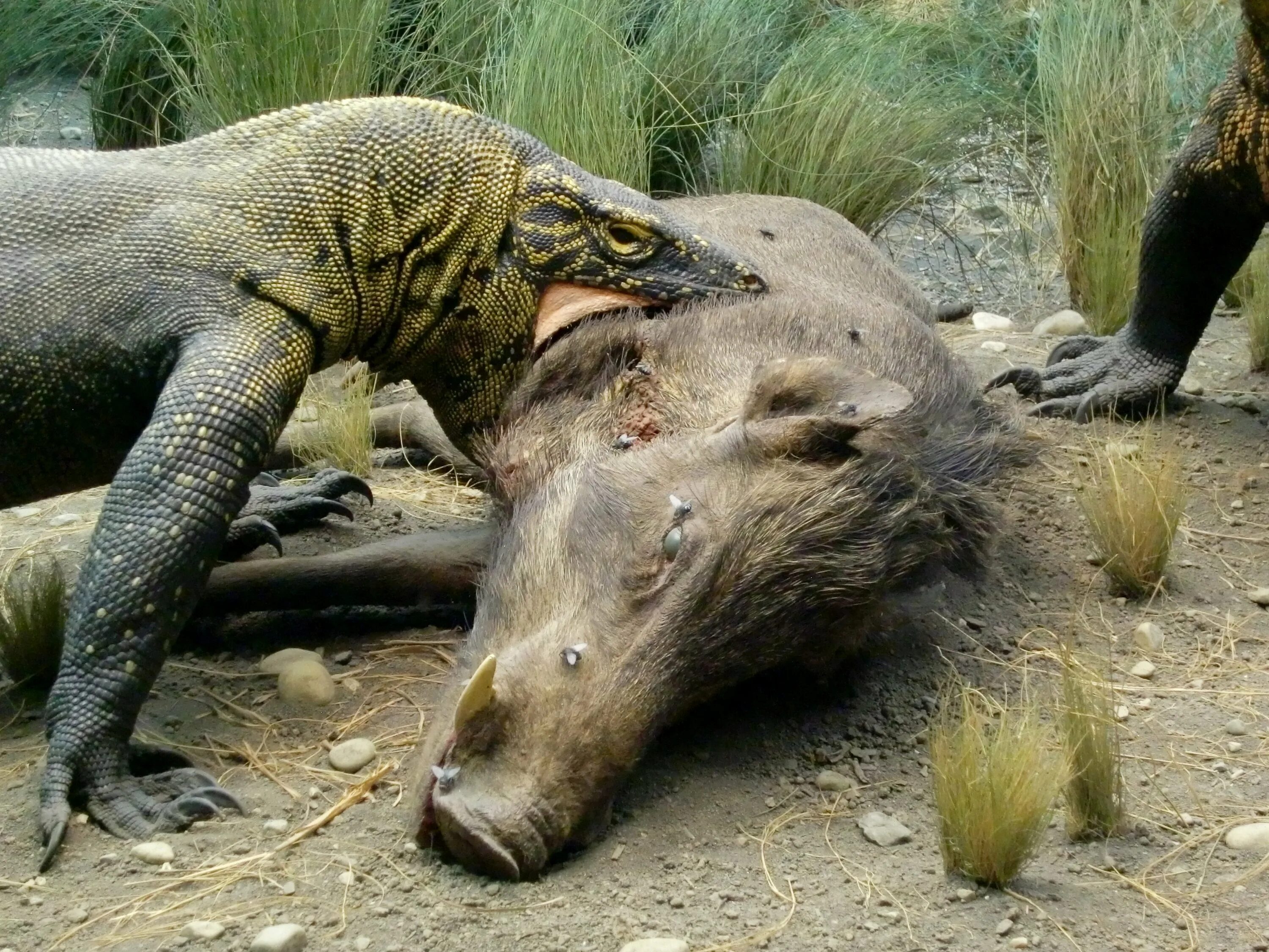 Комодский Варан. Гигантский Комодский Варан. Комодский Варан (Komodo Dragon).