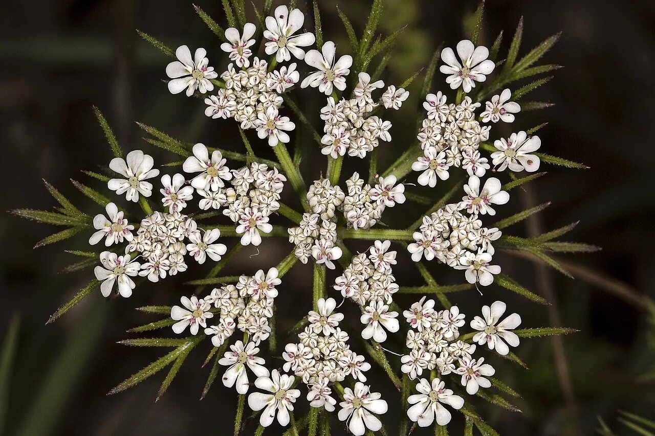 Соцветие зонтик морковь. Daucus carota цветок. Соцветие дикой моркови. Цветение дикой моркови. Дикая морковь ботаника.