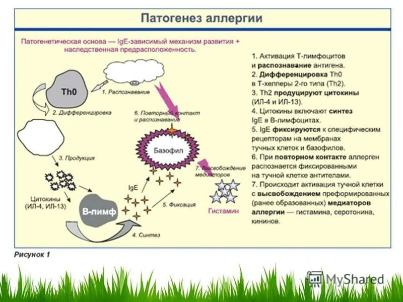 Механизм действия гистамина. Аллерген гистамин. Эффекты гистамина в организме человека. Медиаторы воспаления гистамин серотонин. Аллерген гистамин.