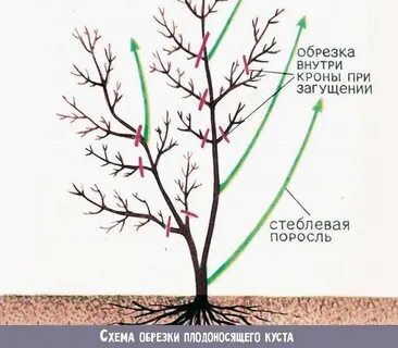Как обрезать жимолость видео