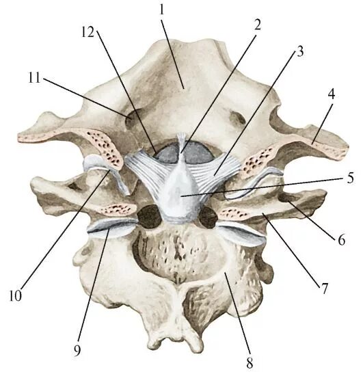 Связки и суставы шейных позвонков и затылочной кости. Связки атланто осевого сустава. Связки атланто затылочного сустава. Атланто затылочные суставы позвоночника. Между черепом и позвоночником