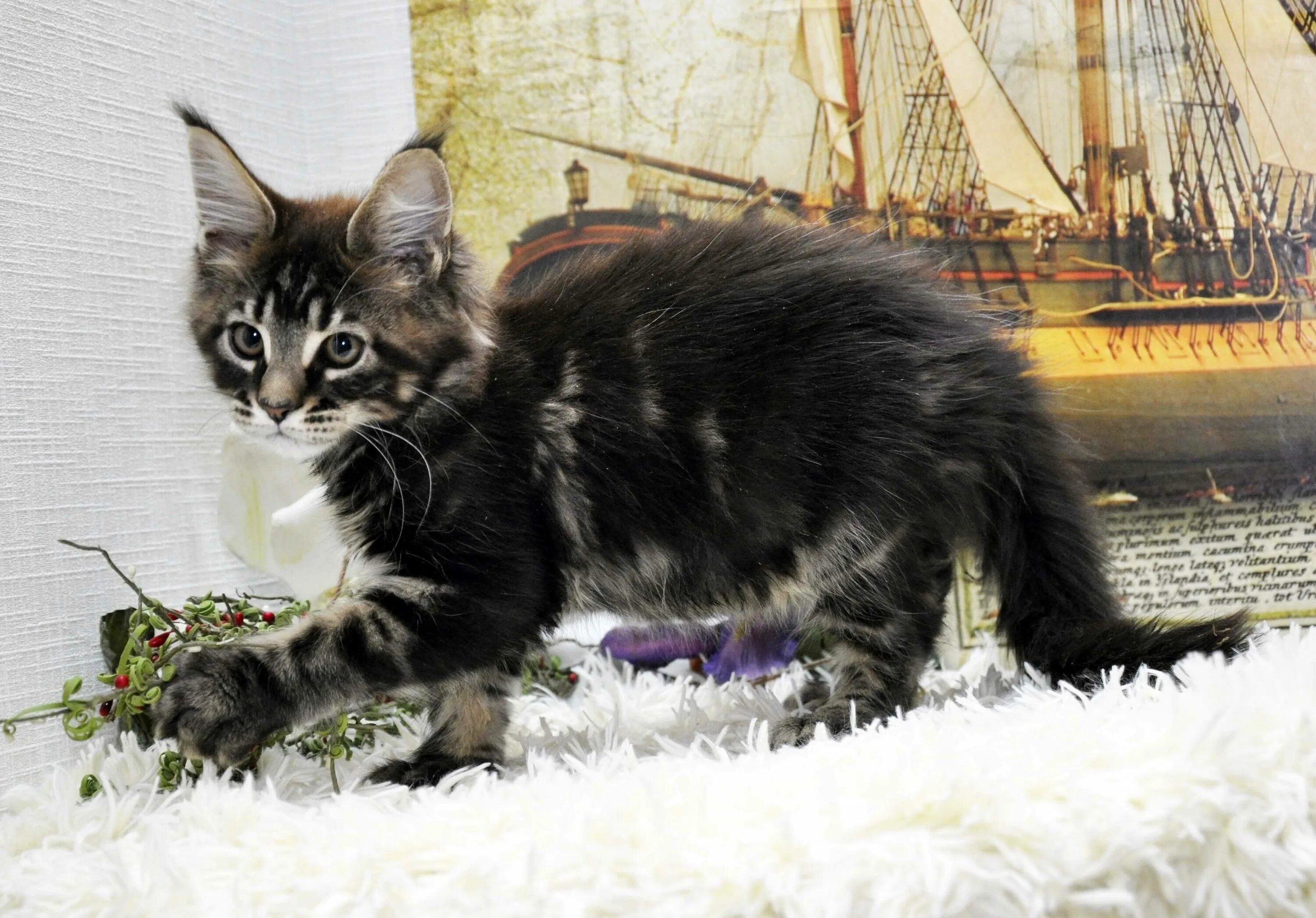 Кот мейн кун 4 месяца. Мэйкун 3 месяца. Мэйкун 3 месяца. Рыжие котята мейн куна 4 месяца. Рыжий котенок мейн кун 3 месяца.