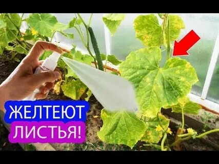 Желтеют листья у огурца на подоконнике