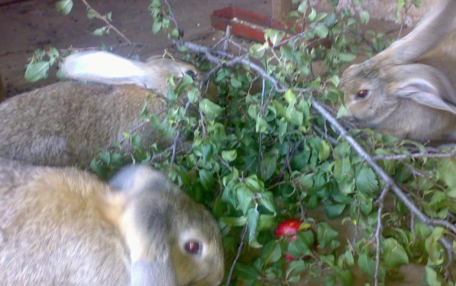 Можно давать кроликам деревья. Веточный корм для кроликов Ива. Ветки для кроликов. Кормовой кролик. Вяз веточный корм для кроликов.