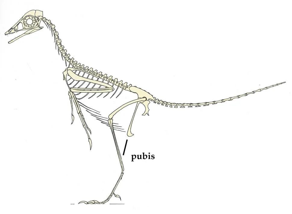 Археоптерикс скелет. Археоптерикс скелет Эволюция. Хвостовые позвонки у археоптерикса. Археоптерикс и Компсогнат. Скелет археоптерикса