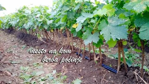 Авито саженцы винограда