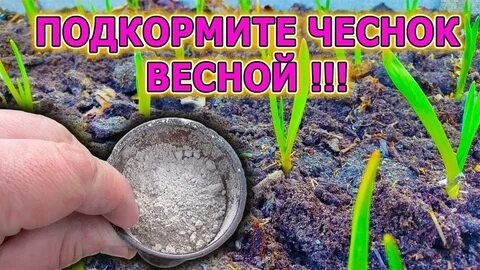 2 подкормка чеснока
