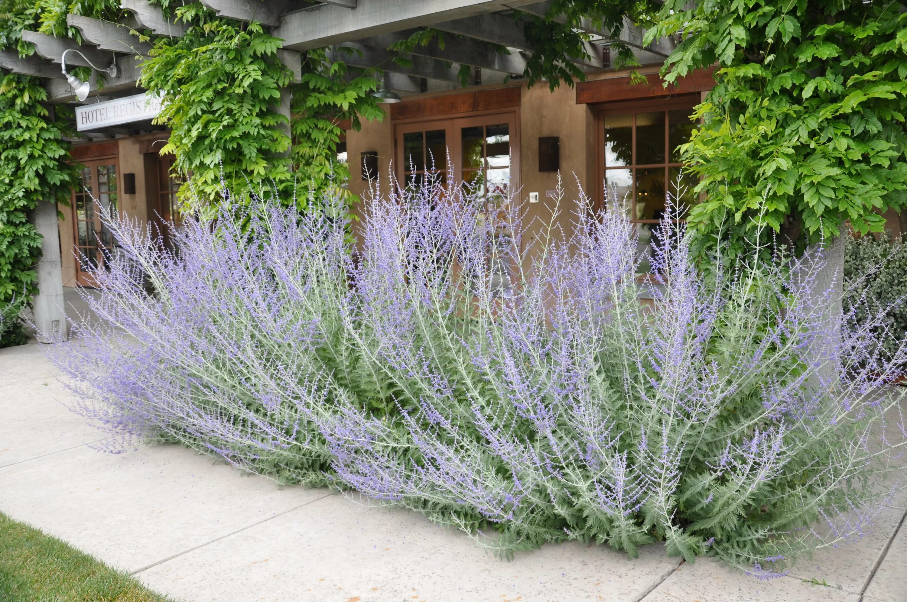 перовския little spire. перовския лебедолистная блю стил. полынь шалфей. полынь людовика силвер квин. перовския лебедолистная блю.