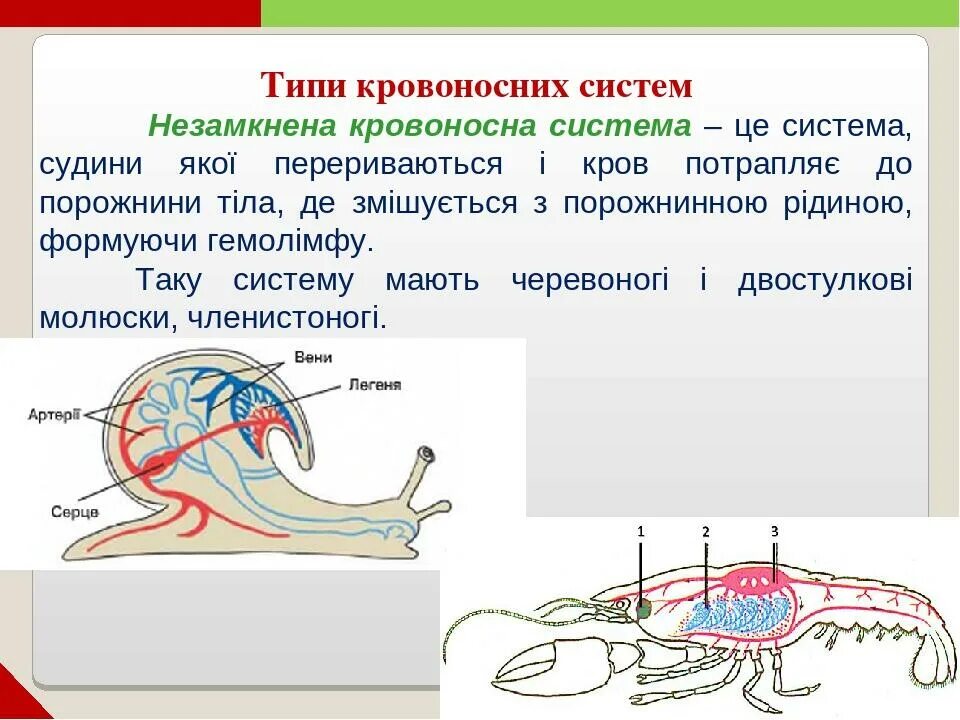 Незамкнутая кровеносная система характерна для…. Моллюски кровеносная система незамкнутая. Эволюция кровеносной системы у беспозвоночных животных. Сравнение кровеносной системы беспозвоночных. Какой тип кровеносной системы характерен для членистоногих