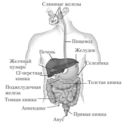 Желудочно-кишечный тракт человека строение. Желудочно-кишечный тракт человека схема. Пищеварительный канал анатомия строение. Строение ЖКТ человека схема. Области жкт