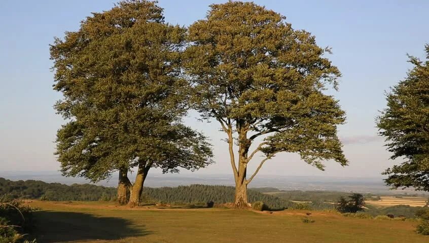 Tree sisters. Tree sisters