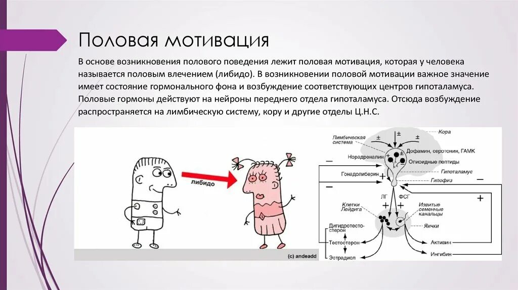 Половая мотивация. Формирование половой мотивации. Мотивация физиология. Биологические мотивации