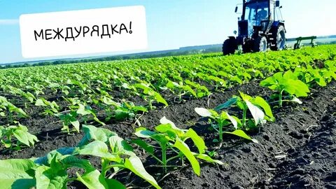 Подсолнечник обработка
