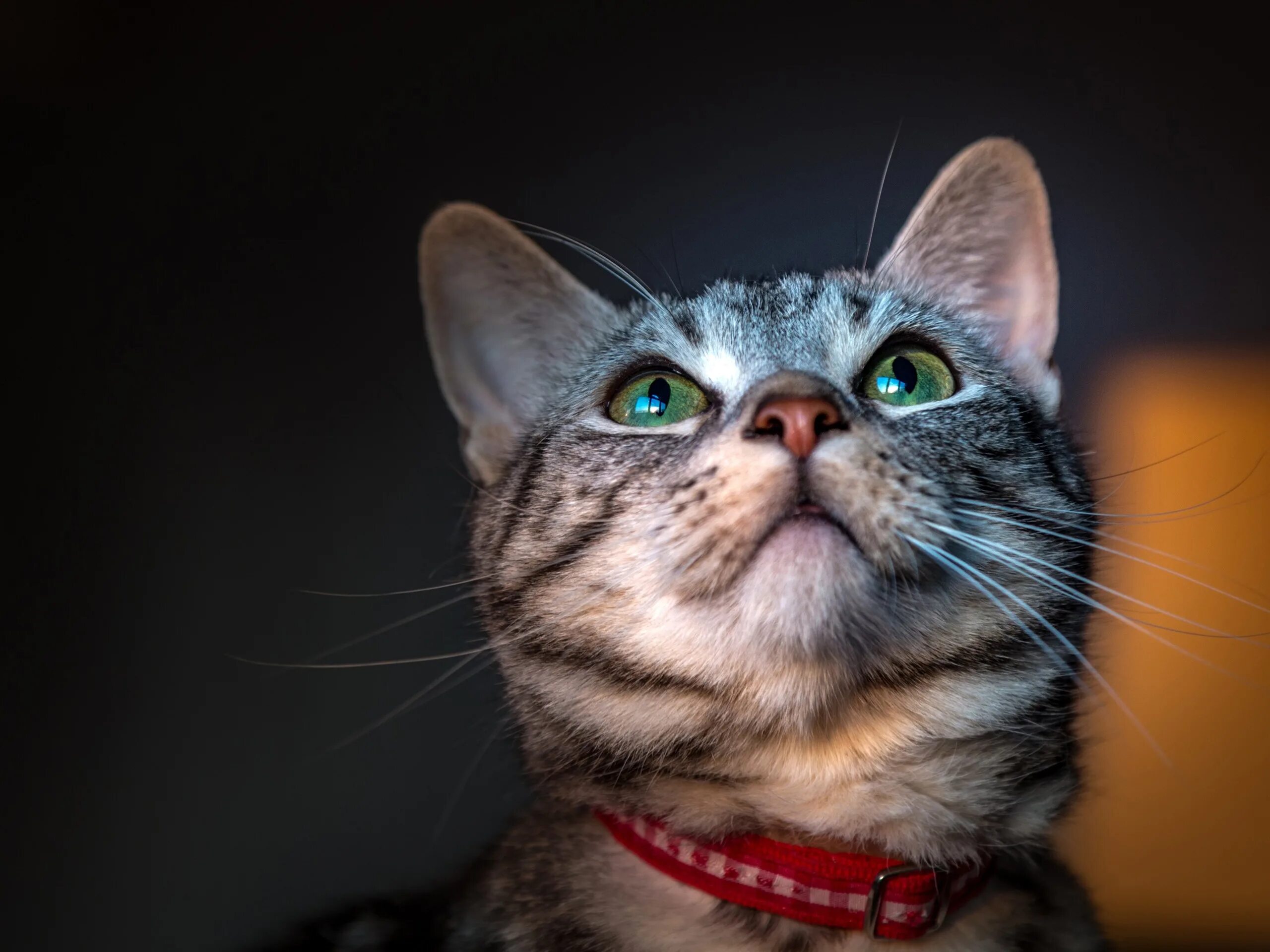 Кот смотрит наверх. Кошка вверх. Красивые черно белые кошки. Кошка смотрит вверх. Кошачья морда.