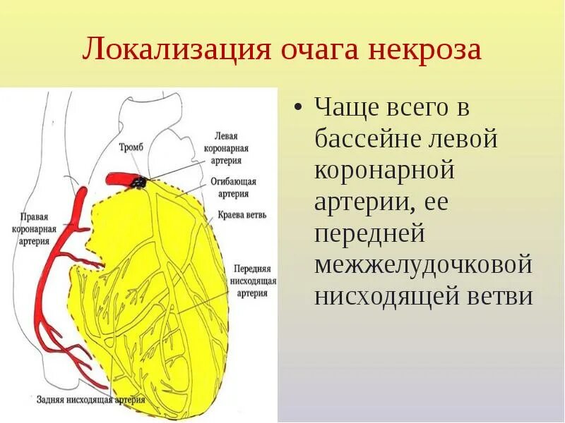 Левая огибающая коронарная артерия. Ветви коронарных артерий. левая коронарная артерия кровоснабжает. бассейны коронарных артерий. ветви левой венечной артерии.