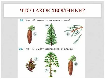 Порядок елей