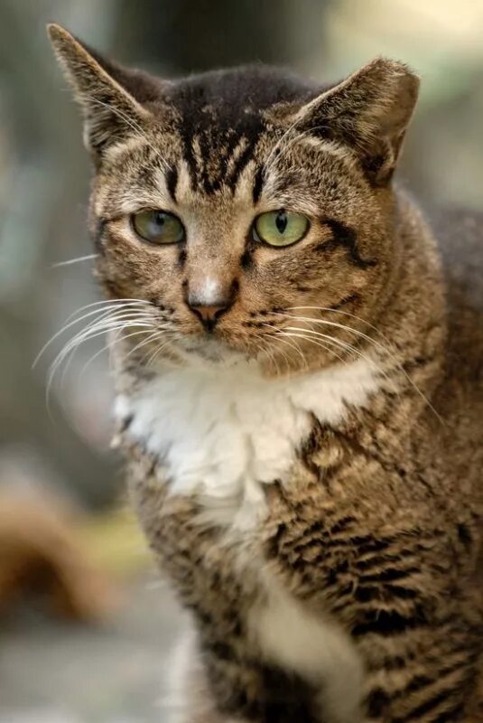 Face кот. Бич фейс кот.