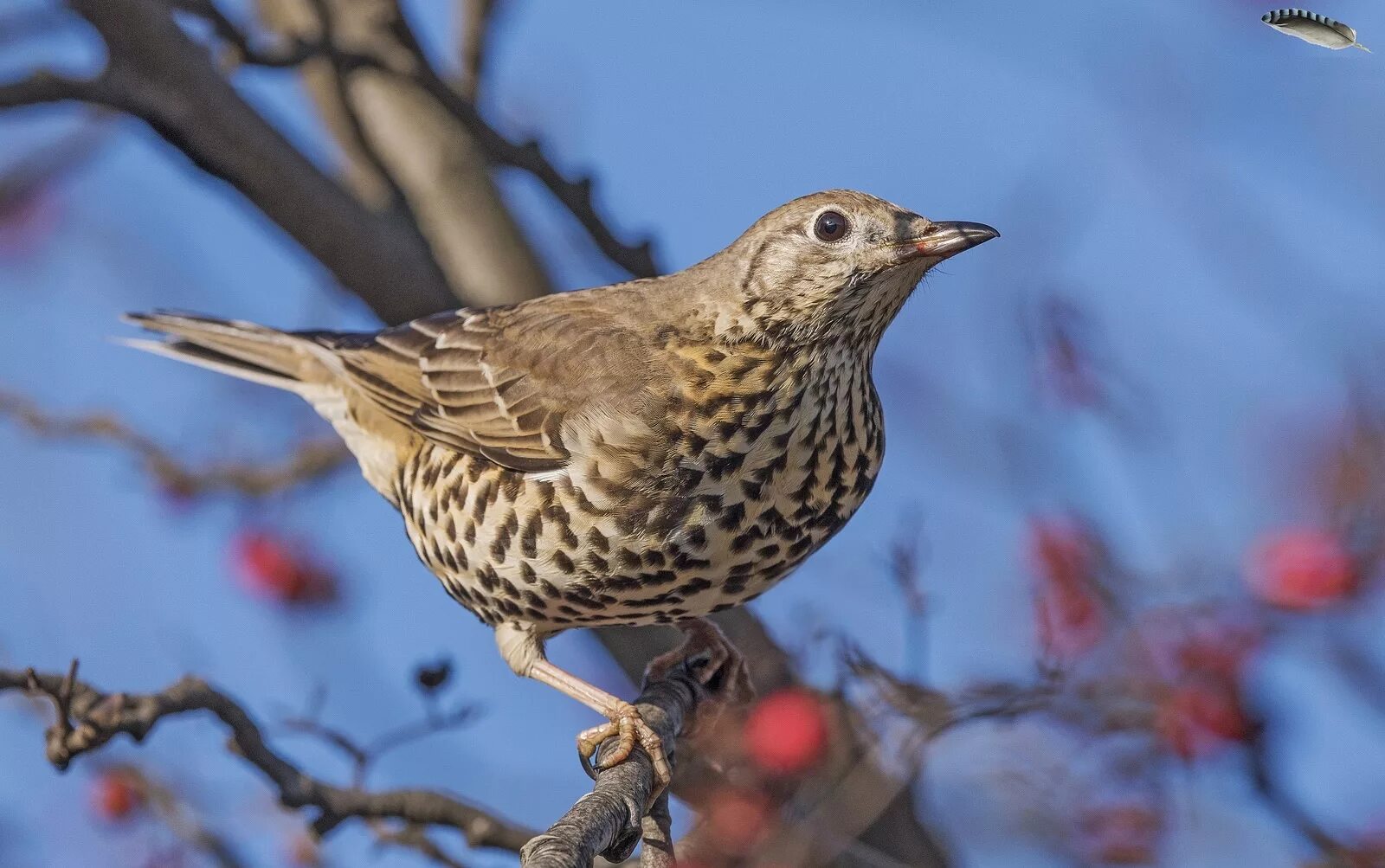 Птица с рябым оперением. Дрозд-деряба (turdus viscivorus). Певчий Дрозд деряба. Дрозд деряба птица. Серый Дрозд деряба.