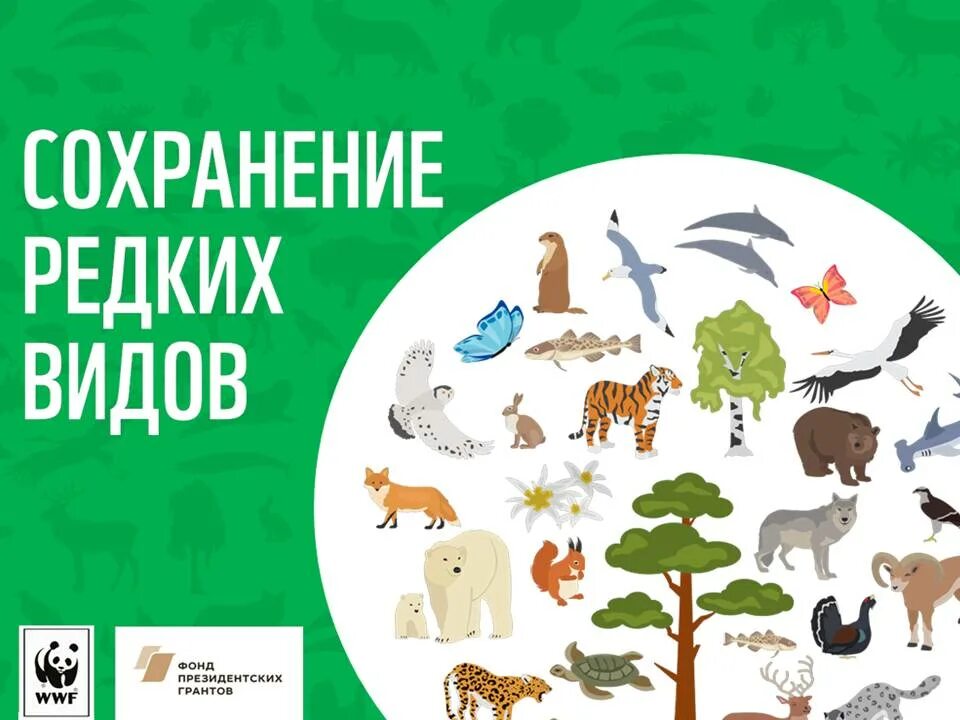 Как сохранить исчезающие виды животных и птиц. Сохранение редких видов. Условия сохранения редких видов животных. Разработка экологических проектов. Президентские программы по сохранению редких и исчезающих.