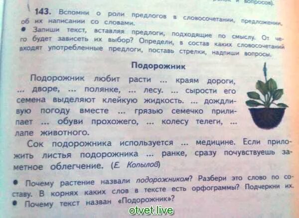 Почему растение подорожник так названо текст. Подорожник любит расти по краям дороги. копылов подорожник любит расти. текст рассуждение про подорожник 2 класс. почему слово подорожник так названо 2 класс.