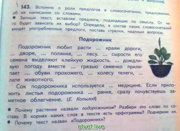 Подорожник любит расти по краям дороги. Копылов подорожник любит расти. Текст рассуждение про подорожник 2 класс. Почему слово подорожник так названо 2 класс. Почему подорожник так назван