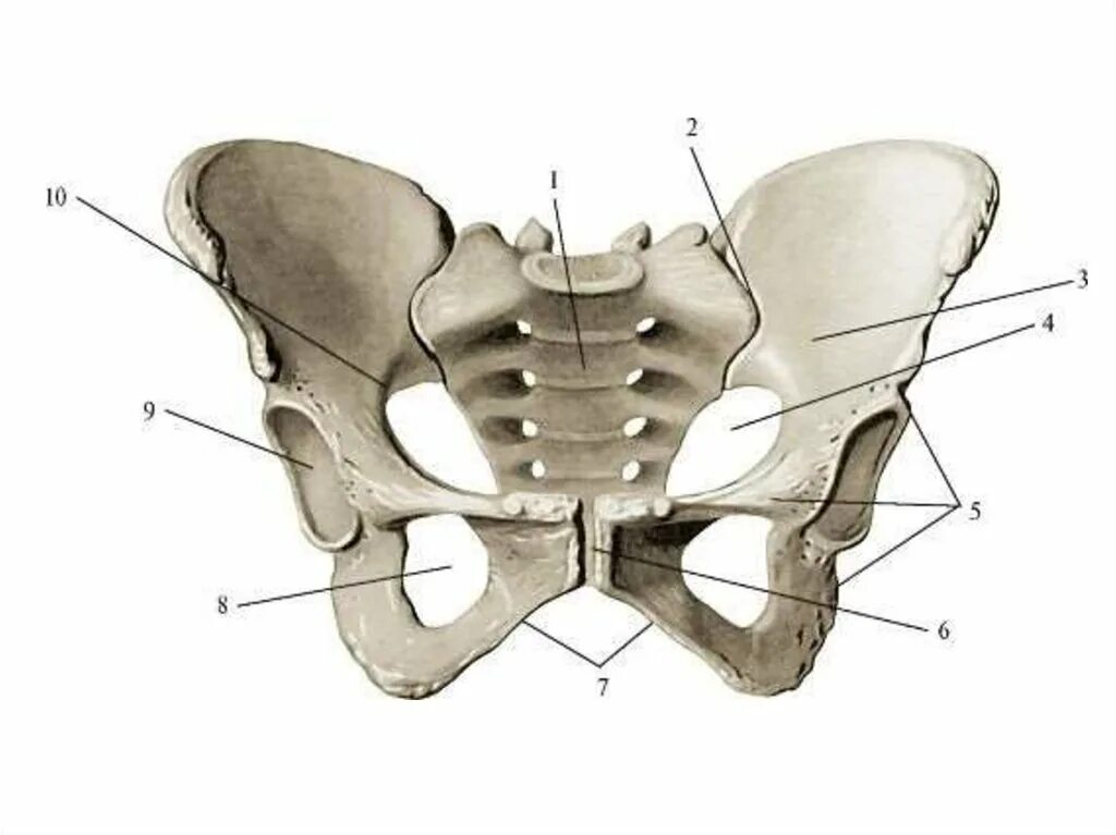 Кости таза строение соединение. Тазовая кость анатомия человека строение. Тазовая кость анатомия кости. Тазовая кость анатомия человека. Таз строение тазовой кости.