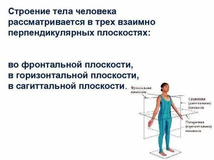Фронтальная сторона это какая