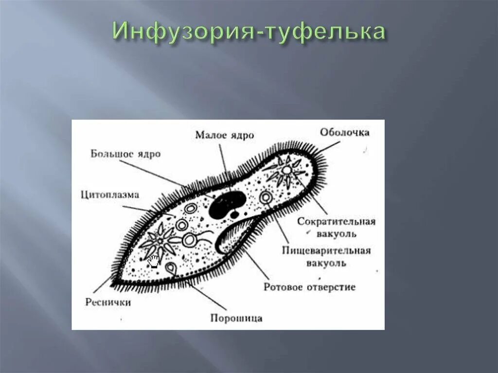 Схема строения инфузории туфельки. Старение инфузория туфелька. Структура клетки инфузории туфельки. Биология 5 класс инфузория туфелька строение.