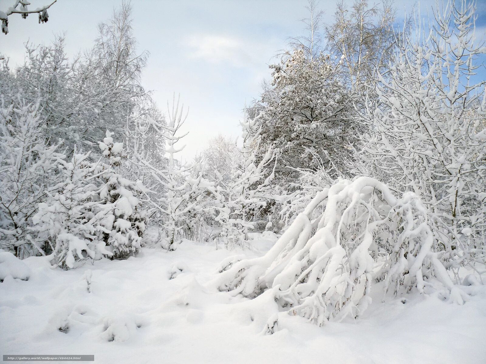 иней на деревьях. заснеженный кустарник. заснеженные деревья. дерево засыпало снегом. красивые снежные деревья.
