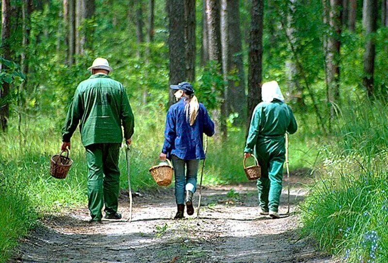 Так и в лес неходить. Грибники в лесу. поход в лес. поход за грибами.