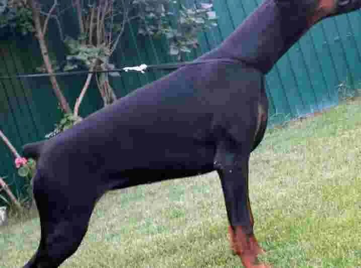 Доберман девочка. Доберман + моп\с. Доберман авито. Доберман рост. Доберман экстерьер.